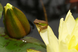 JoeyTomocikWaterLily
