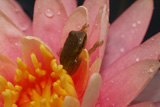 ColoradoWaterLily