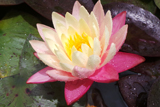 Gregg'sOrangeBeautyWaterlily