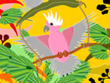 GalahParrotGliders4
