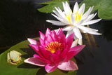 LitoriaGracilus,GloriosaAndOdorataWaterLily