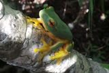 LitoriaGracilus