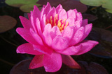 Fire Opal WaterLily