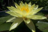 JoeyTomocikWaterLily