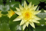 JoeyTomocikWaterLily