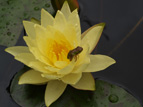 JoeyTomocikWaterLily