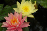 JoeyTomocikAndColoradoWaterLily