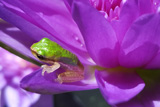 King Of Siam WaterLily