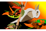 KookaburraSits5