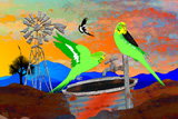 Land Of Drought Budgies