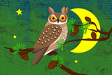 LongEaredOwl5
