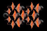 Lots O Sonar Rays