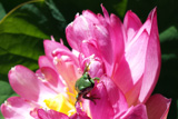 Momo Botan Dwarf Lotus