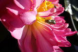 Momo Botan Dwarf Lotus
