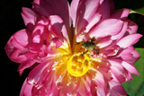 Momo Botan Dwarf Lotus