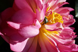 Momo Botan Dwarf Lotus
