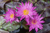 MiamiRose WaterLily