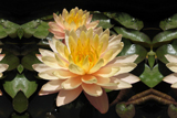 MangkalaUbolWaterLily