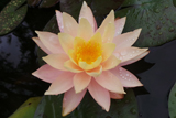 Mangkala Ubol Sharp Petals
