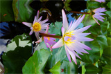 Madame Walska WaterLily