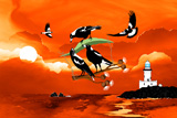 Magpie Gliders Of Byron 2