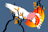 MajorMitchellCockatoo
