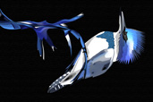 Male Belted KingFisher