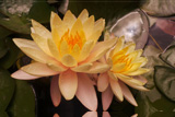 MangkalaUbolWaterLily