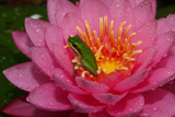 Mayla WaterLily