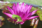 MiamiRose WaterLily