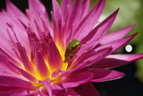 MiamiRose WaterLily