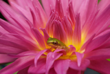 MiamiRose WaterLily