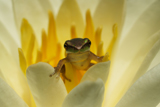 Denver WaterLily