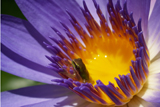 Panama Pacific WaterLily