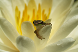 Denver WaterLily