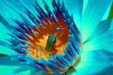 Panama Pacific WaterLily