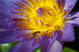Native Bee