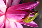Night Bloomer WaterLily