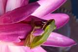 Night Bloomer WaterLily