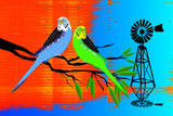 OutBackBudgie5