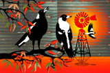 OutBackSingingMagpie