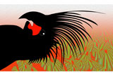 PalmCockatoo5