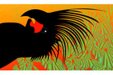 PalmCockatoo6