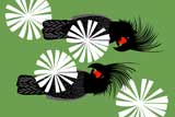 PalmCockatoos13