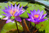 PanamaPacificWaterLilyAndLitoriaFallax