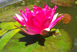 ReflectedFlame