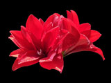 RedLily