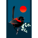 Redback Sun.