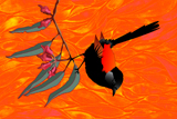 RedBack Wren GumLeaves
