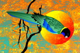 RingNeckParrot3